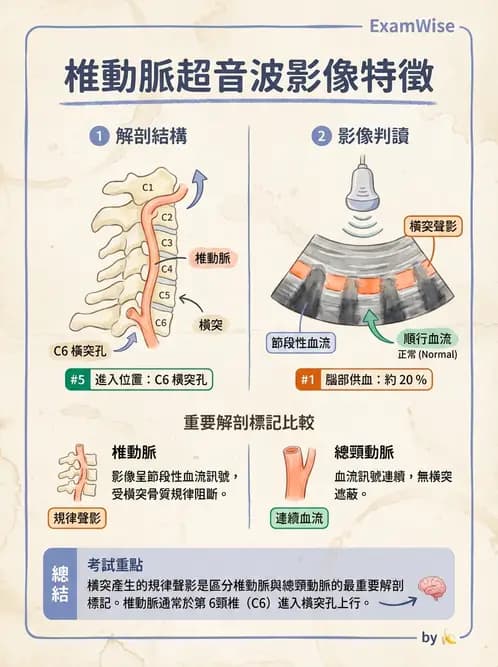 放射 - 腎臟血管與其他超音波 - AI 圖文解析預覽
