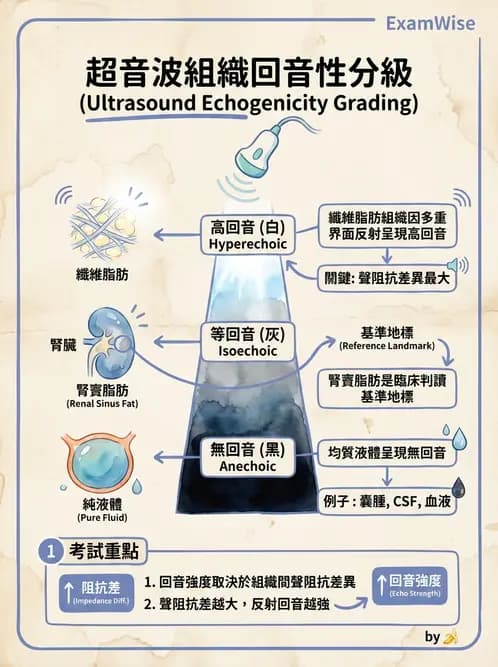 放射 - 超音波物理與技術 - AI 圖文解析預覽