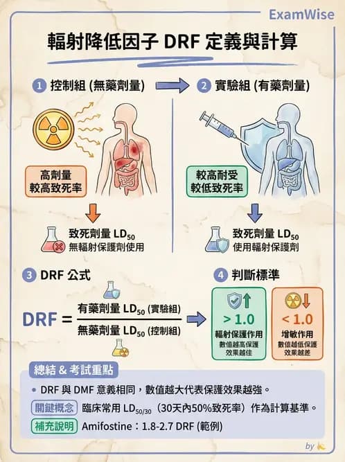 放射 - 輻射增敏與保護 - AI 圖文解析預覽