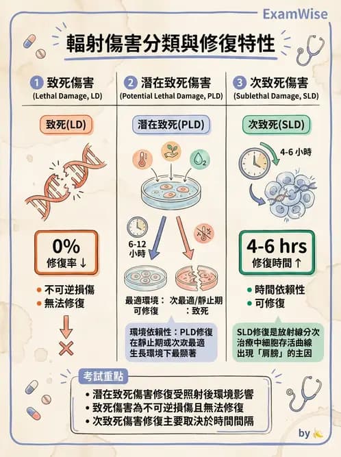 放射 - DNA傷害與修復 - AI 圖文解析預覽