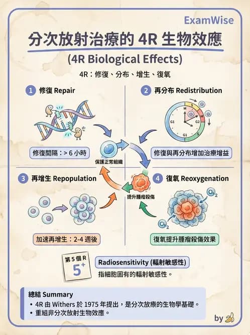 放射 - 時間劑量分次效應 - AI 圖文解析預覽
