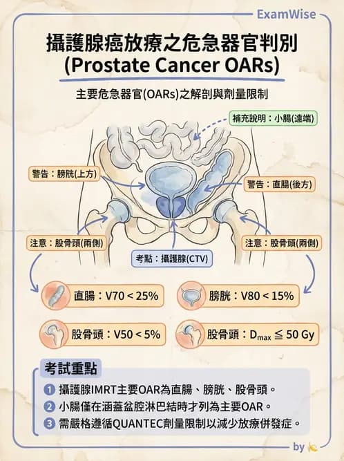 放射 - 疾病部位計畫與危急器官保護 - AI 圖文解析預覽