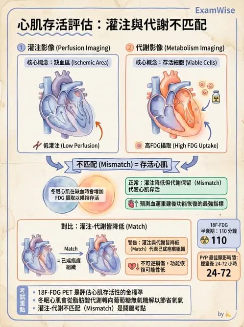 放射 - 心臟灌注造影 - AI 圖文解析預覽