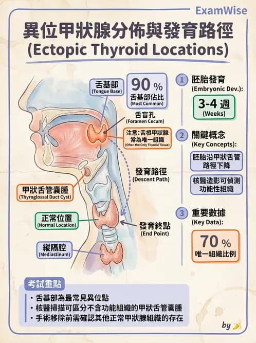 放射 - 甲狀腺造影 - AI 圖文解析預覽