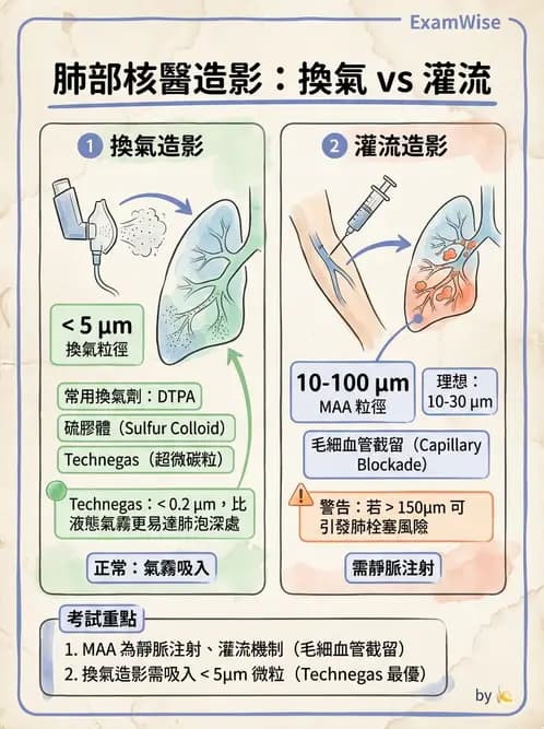 放射 - 肺部與感染造影 - AI 圖文解析預覽