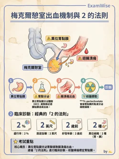 放射 - 消化道造影 - AI 圖文解析預覽
