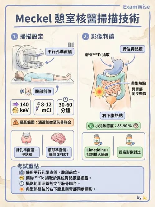放射 - 消化道造影 - AI 圖文解析預覽