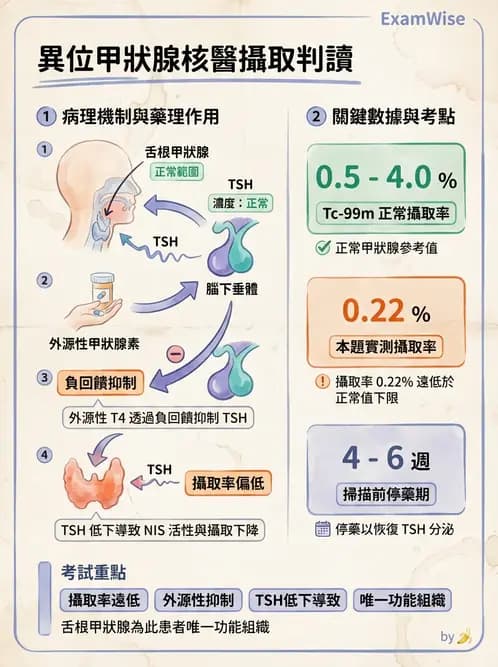 放射 - 甲狀腺造影 - AI 圖文解析預覽