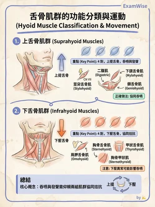 放射 - 軀幹、頸頭肌肉及肌肉組織學 - AI 圖文解析預覽