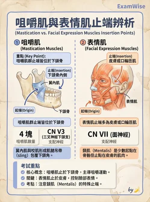 放射 - 軀幹、頸頭肌肉及肌肉組織學 - AI 圖文解析預覽