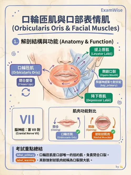 放射 - 軀幹、頸頭肌肉及肌肉組織學 - AI 圖文解析預覽