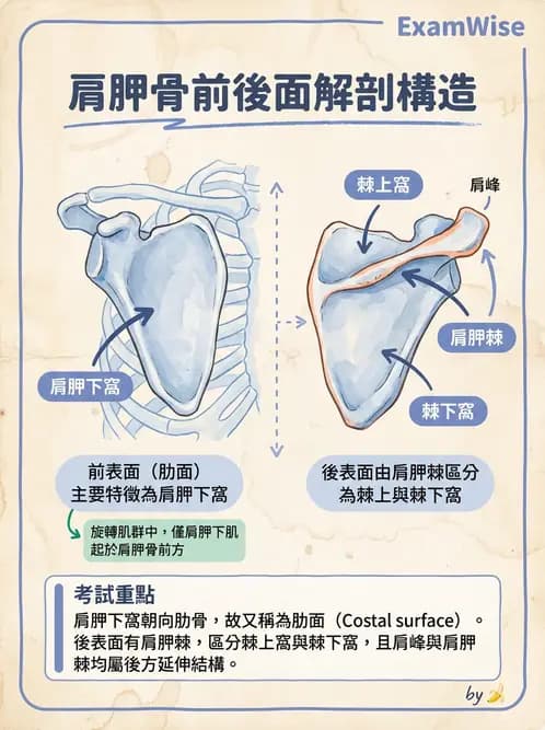 放射 - 骨骼系統 - AI 圖文解析預覽