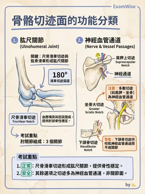 放射 - 骨骼系統 - AI 圖文解析預覽