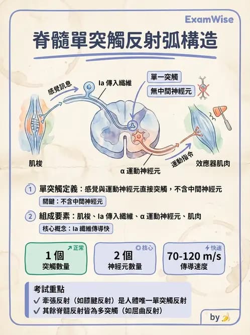 放射 - 神經生理 - AI 圖文解析預覽