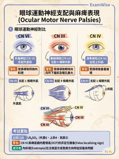 放射 - 腦神經 - AI 圖文解析預覽