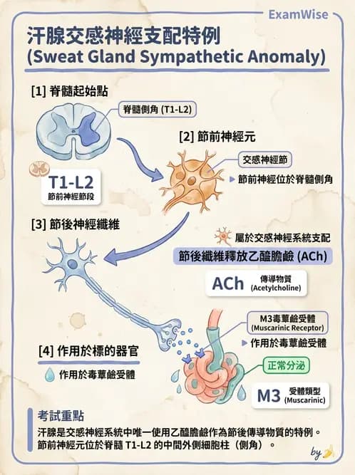 放射 - 自律神經系統 - AI 圖文解析預覽