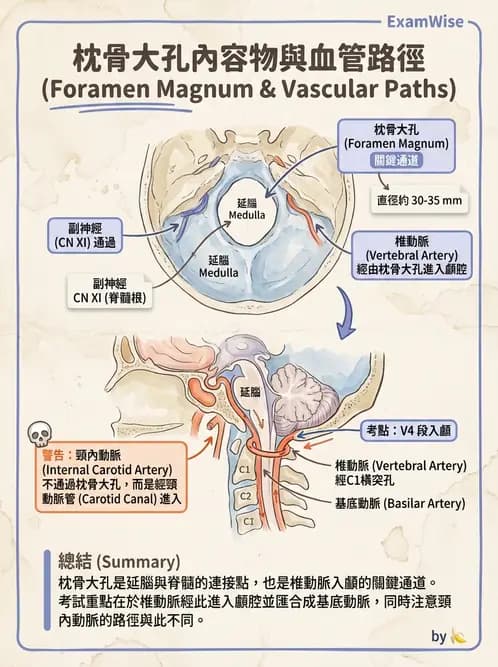 放射 - 血管 - AI 圖文解析預覽