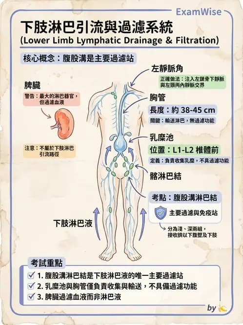 放射 - 淋巴及免疫系統 - AI 圖文解析預覽