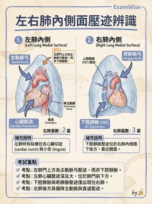 放射 - 呼吸系統 - AI 圖文解析預覽