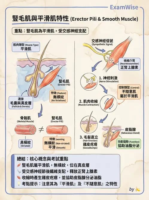 放射 - 細胞、組織與外皮系統 - AI 圖文解析預覽