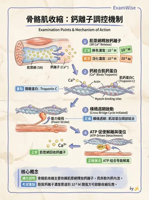 放射 - 肌肉及代謝生理 - AI 圖文解析預覽
