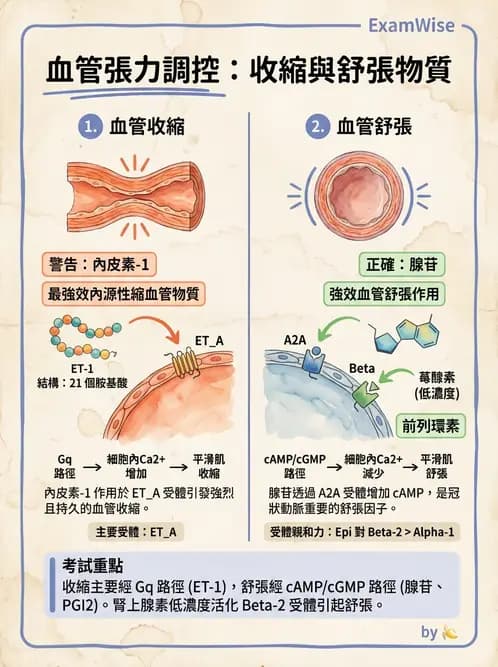 放射 - 心血管生理 - AI 圖文解析預覽