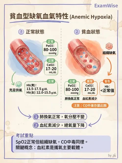 放射 - 呼吸生理 - AI 圖文解析預覽