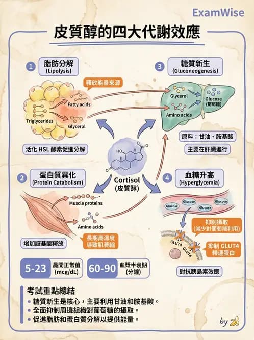 放射 - 內分泌生理 - AI 圖文解析預覽