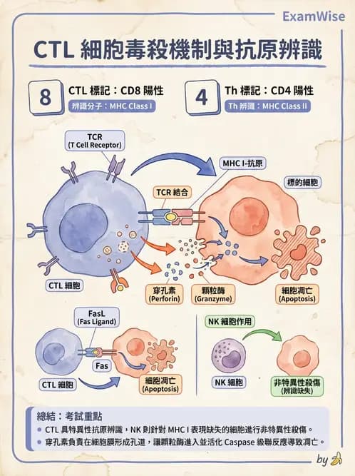 放射 - 血液及免疫生理 - AI 圖文解析預覽
