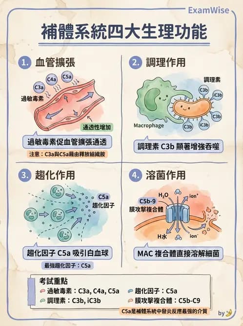 放射 - 血液及免疫生理 - AI 圖文解析預覽