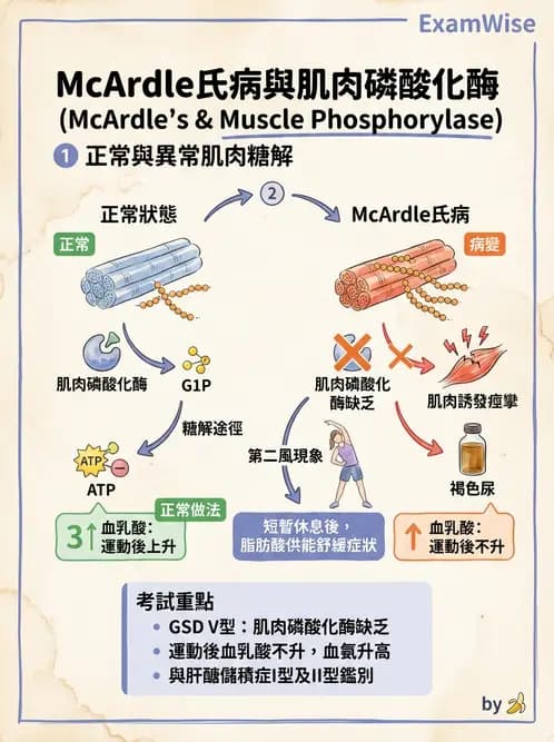 放射 - 遺傳疾病與小兒疾病 - AI 圖文解析預覽