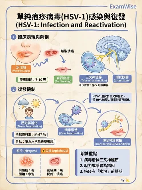 放射 - 口腔及腸胃道疾病 - AI 圖文解析預覽