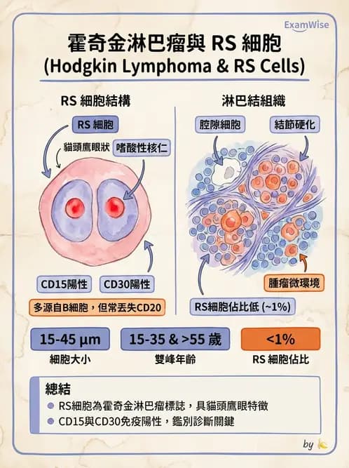 放射 - 造血及淋巴系統疾病 - AI 圖文解析預覽