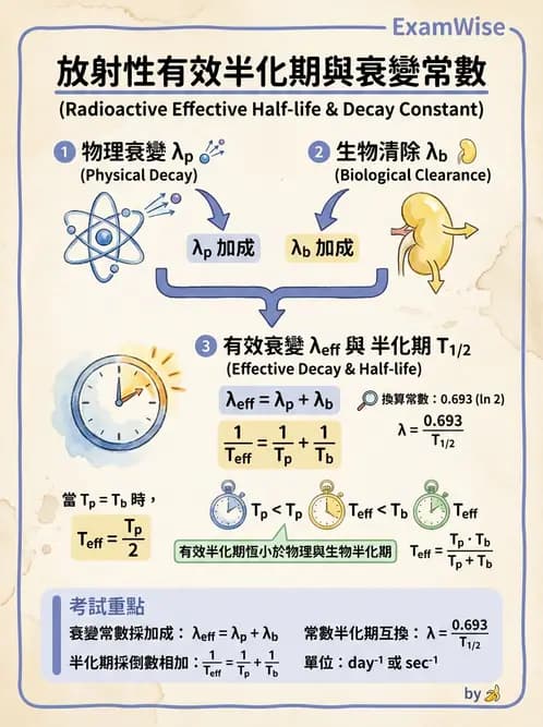 放射 - 體內劑量 - AI 圖文解析預覽