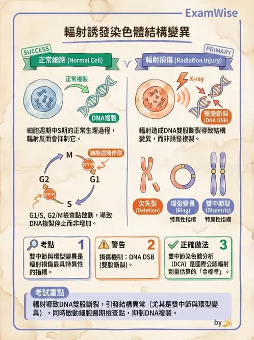 放射 - DNA損傷修復與細胞效應 - AI 圖文解析預覽