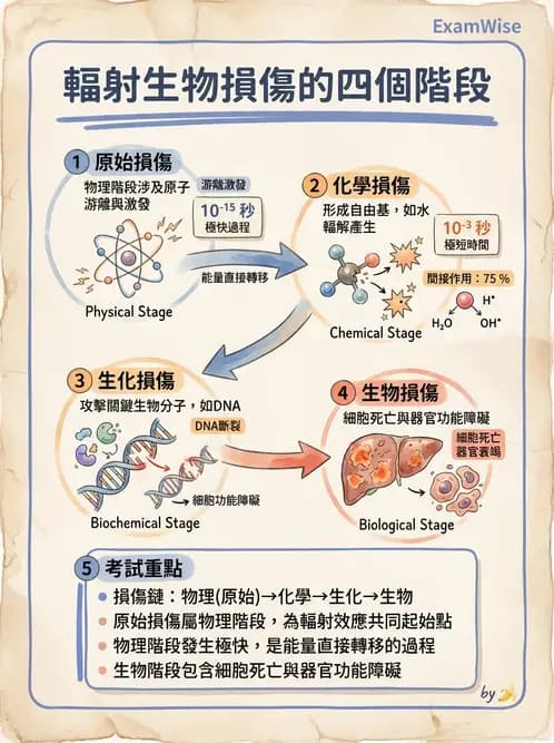 放射 - 輻射物理生物基礎 - AI 圖文解析預覽