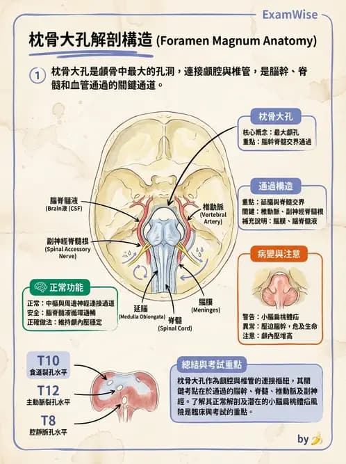 放射 - 頭頸脊椎攝影技術 - AI 圖文解析預覽