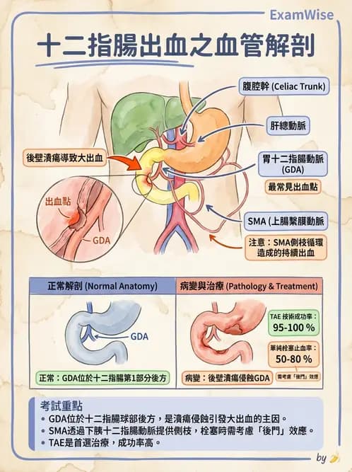 放射 - 血管攝影原理與解剖 - AI 圖文解析預覽
