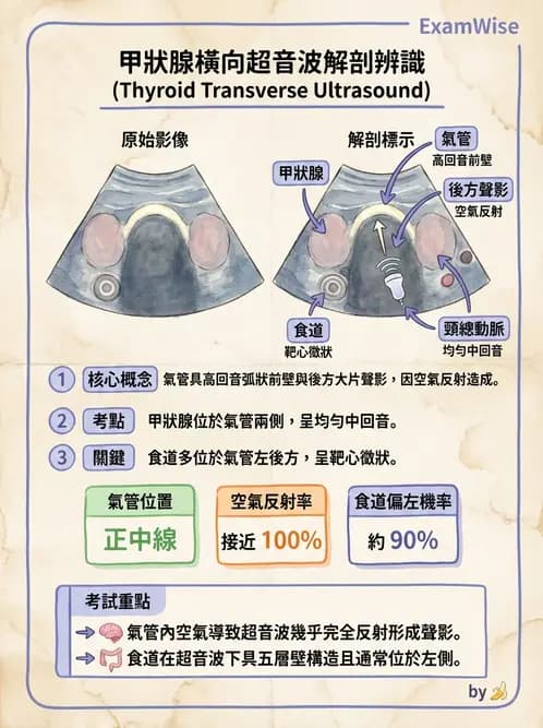 放射 - 泌尿生殖與小器官超音波 - AI 圖文解析預覽