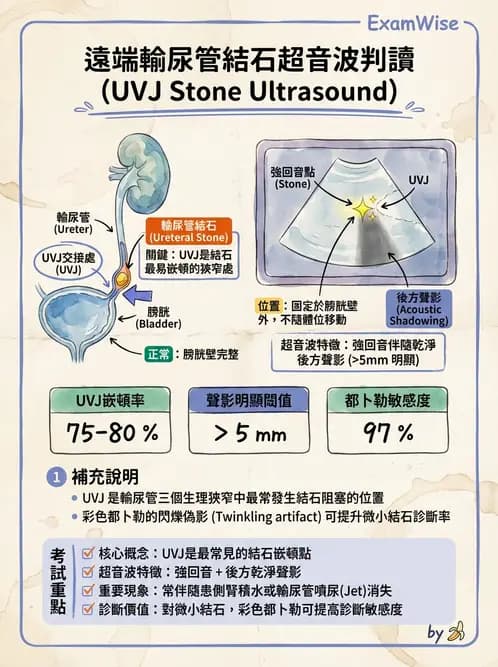 放射 - 泌尿生殖與小器官超音波 - AI 圖文解析預覽