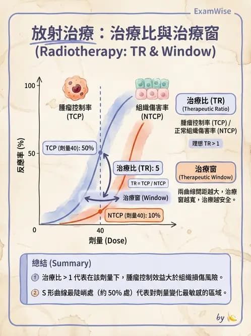 放射 - 組織與腫瘤輻射效應 - AI 圖文解析預覽
