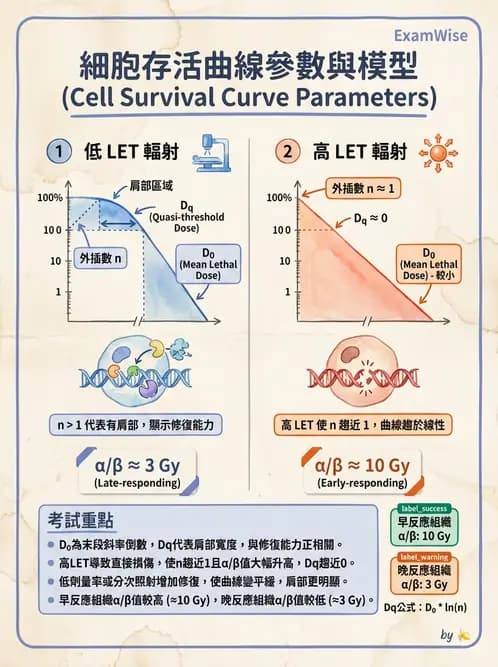 放射 - 細胞存活曲線與週期 - AI 圖文解析預覽