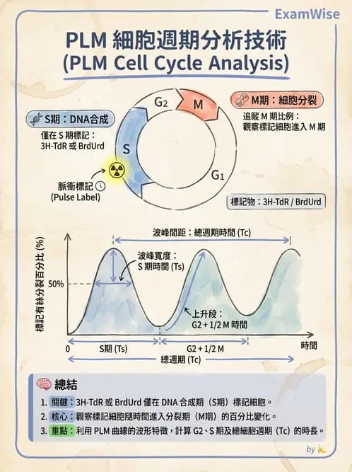 放射 - 細胞與腫瘤動力學 - AI 圖文解析預覽