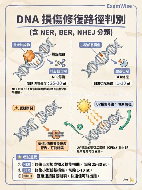 放射 - DNA傷害與修復 - AI 圖文解析預覽