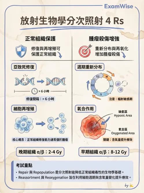 放射 - 時間劑量分次效應 - AI 圖文解析預覽