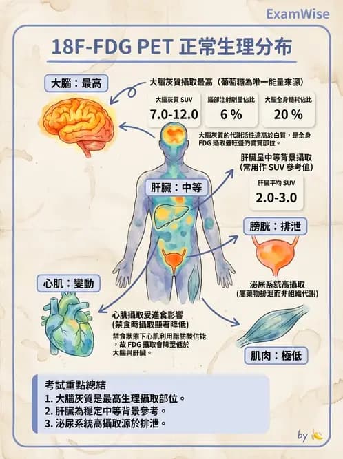 放射 - FDG PET造影 - AI 圖文解析預覽