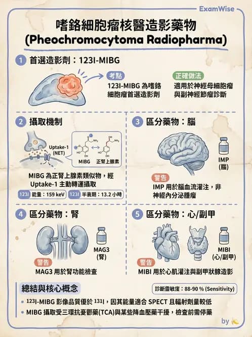 放射 - 腫瘤與內分泌造影SPECT藥物 - AI 圖文解析預覽