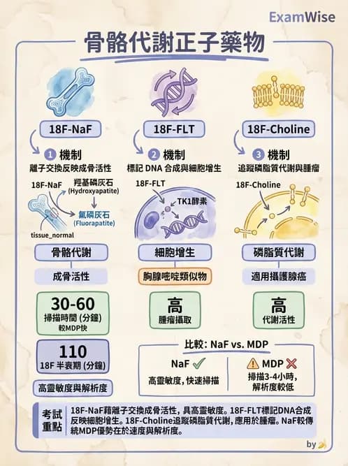 放射 - PET藥物基礎與心臟造影 - AI 圖文解析預覽