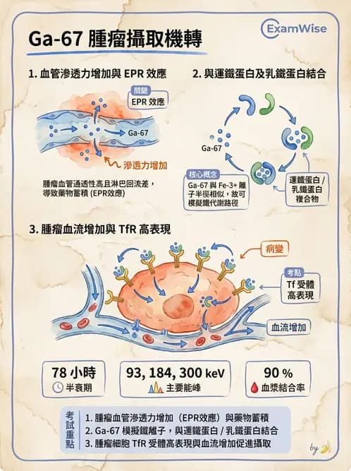 放射 - 腫瘤與內分泌造影SPECT藥物 - AI 圖文解析預覽