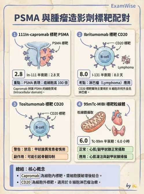 放射 - 標靶受體腫瘤造影 - AI 圖文解析預覽